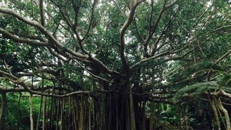 沖縄のイメージ がじゅまるの木