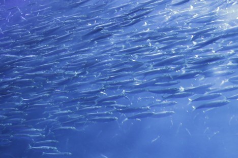 青魚